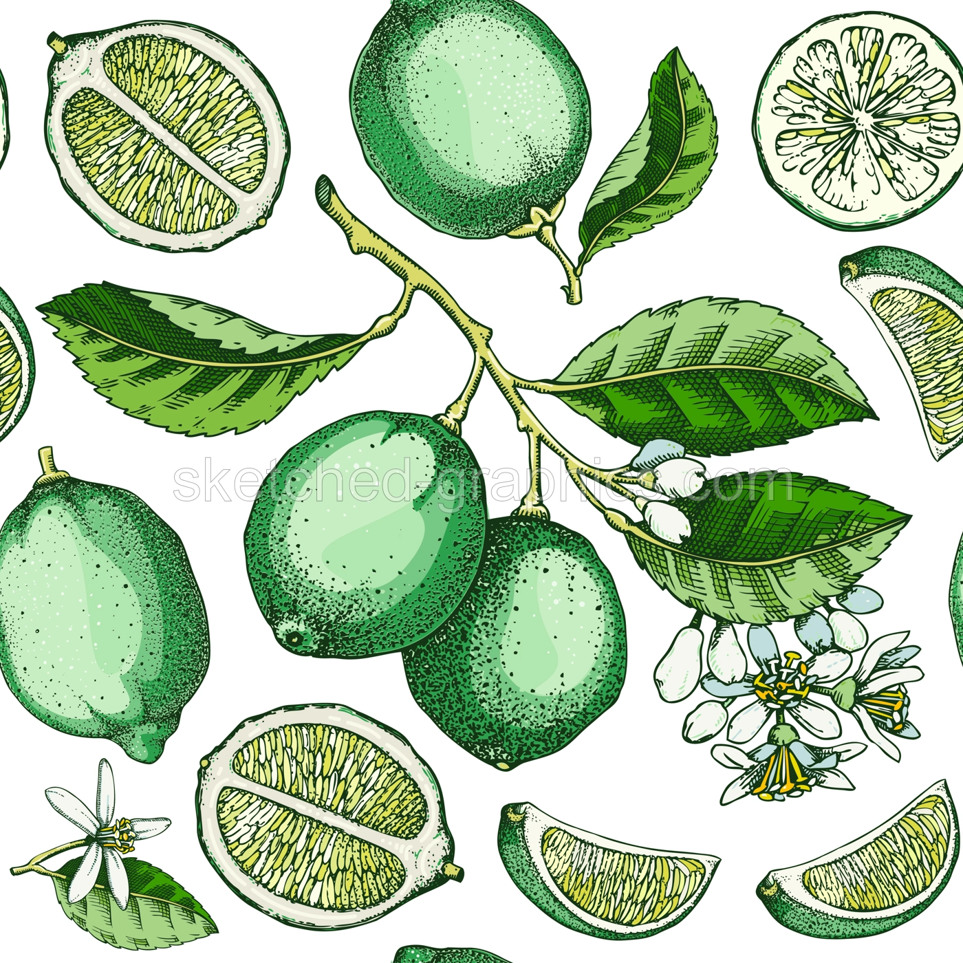 Lime fruit seamless pattern. Citrus fruit sketches. Botanical background. Exotic plants texture. Hand drawn vector illustration. NOT AI generated Illustration